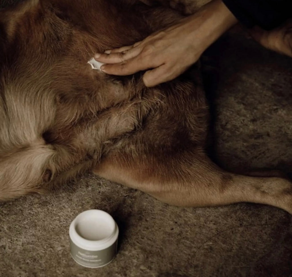 Baume cicatrisant et peaux sensibles pour chiens et chats – Bio & Végan 50 ml