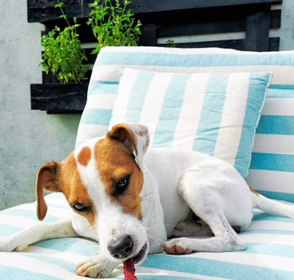 Betterave de Lisbonne – Friandise naturelle pour chiens à la betterave & quinoa 100 g