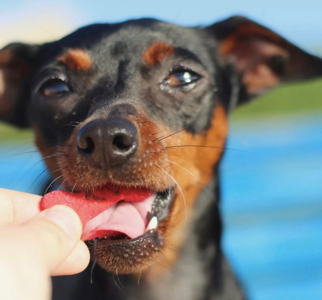 Betterave de Lisbonne – Friandise naturelle pour chiens à la betterave & quinoa 100 g