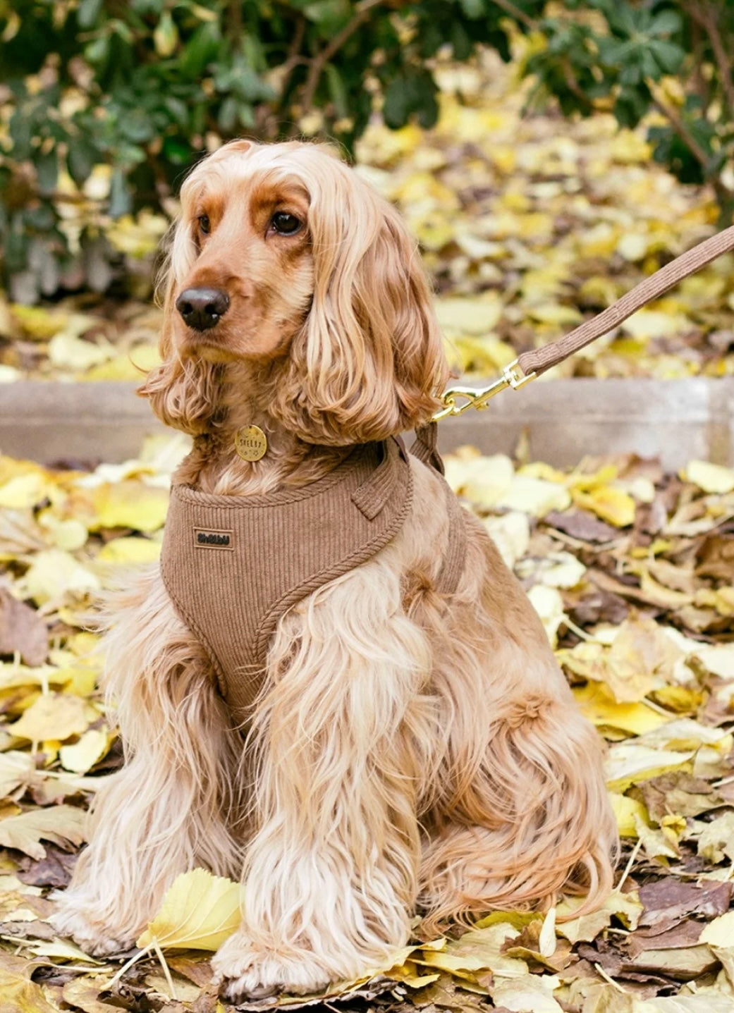 Laisse pour chien en velours châtaigne côtelé PANA FORTE – Fait main, élégante et résistante avec mousqueton métallique