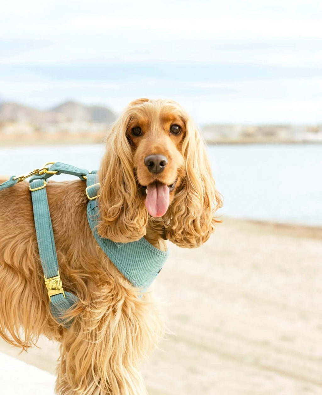 Harnais pour chien en velours côtelé bleu fait main – Élégant avec finitions métalliques