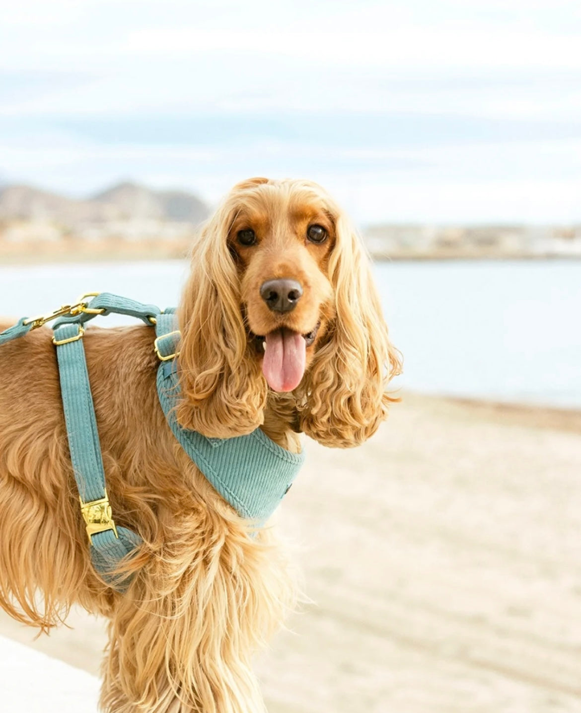 Harnais pour chien en velours côtelé bleu fait main – Élégant avec finitions métalliques