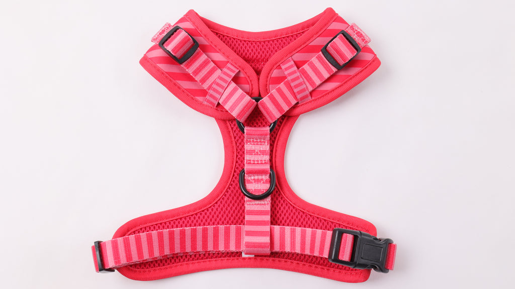 Harnais chien anti traction néoprène – Confort premium, sécurisé et résistant – Fait main & vegan – Baie Tropicale