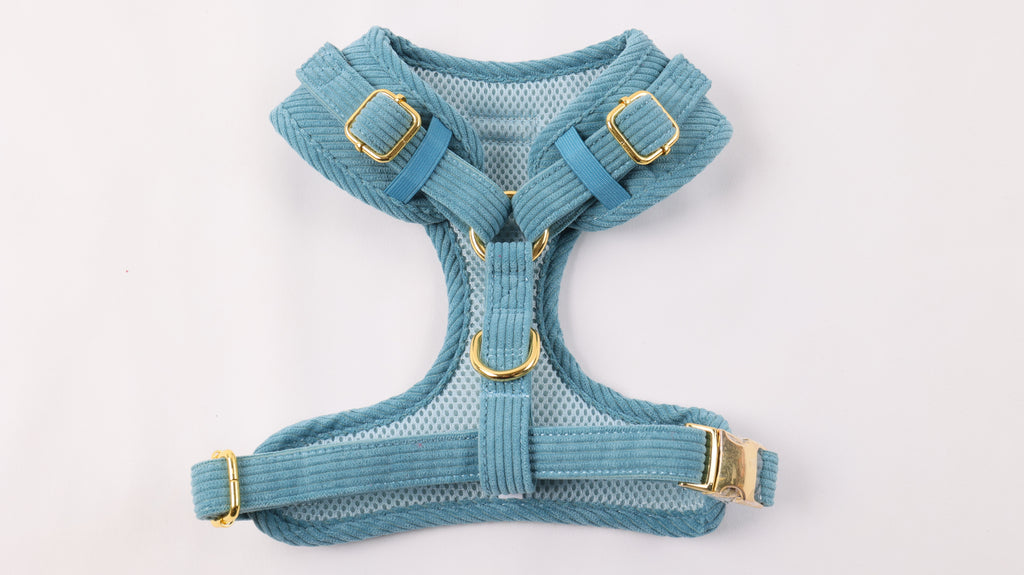 Harnais pour chien en velours côtelé bleu fait main – Élégant avec finitions métalliques