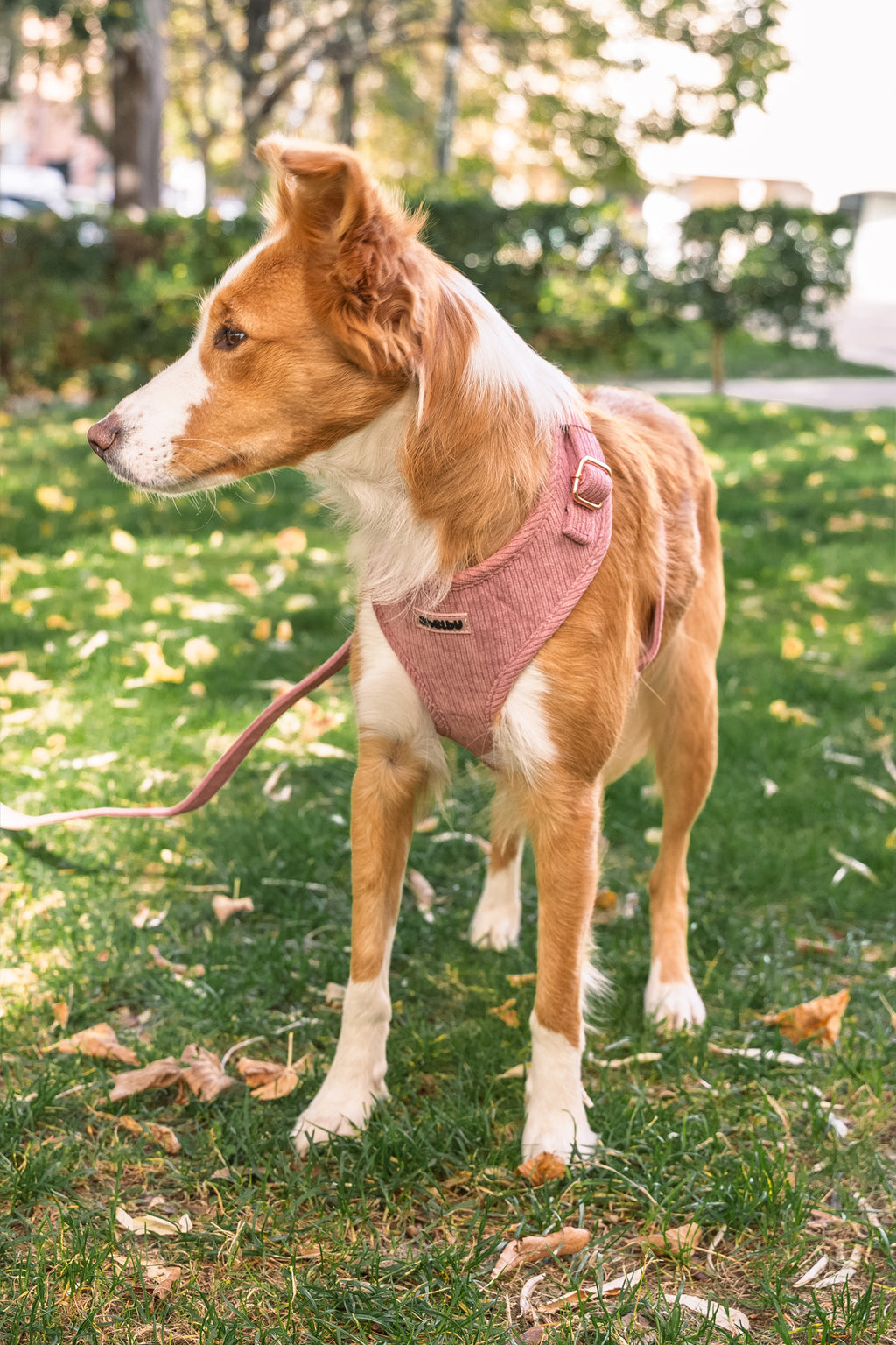 Harnais pour chien en velours côtelé rose fait main – Élégant avec finitions métalliques