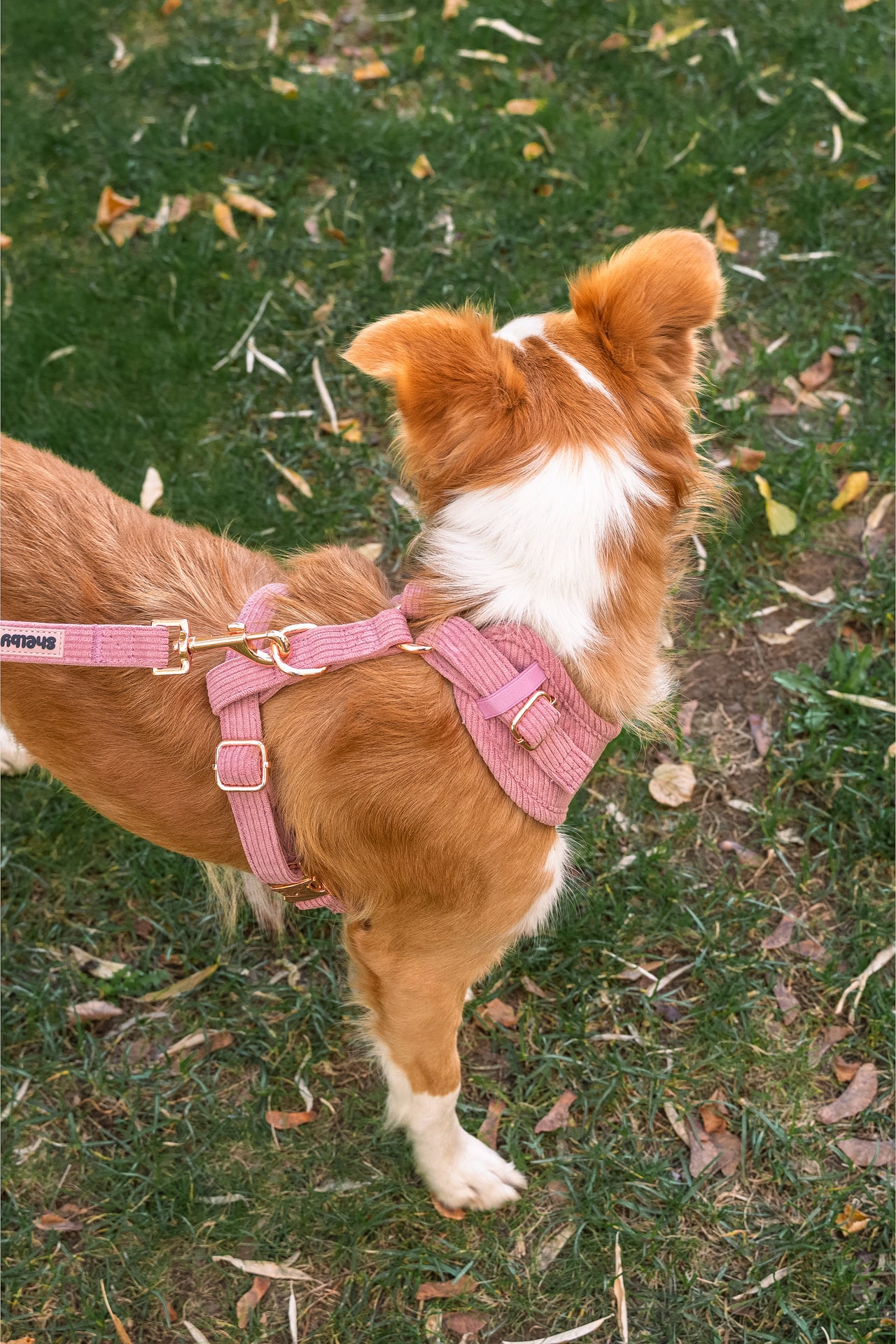 Harnais pour chien en velours côtelé rose fait main – Élégant avec finitions métalliques