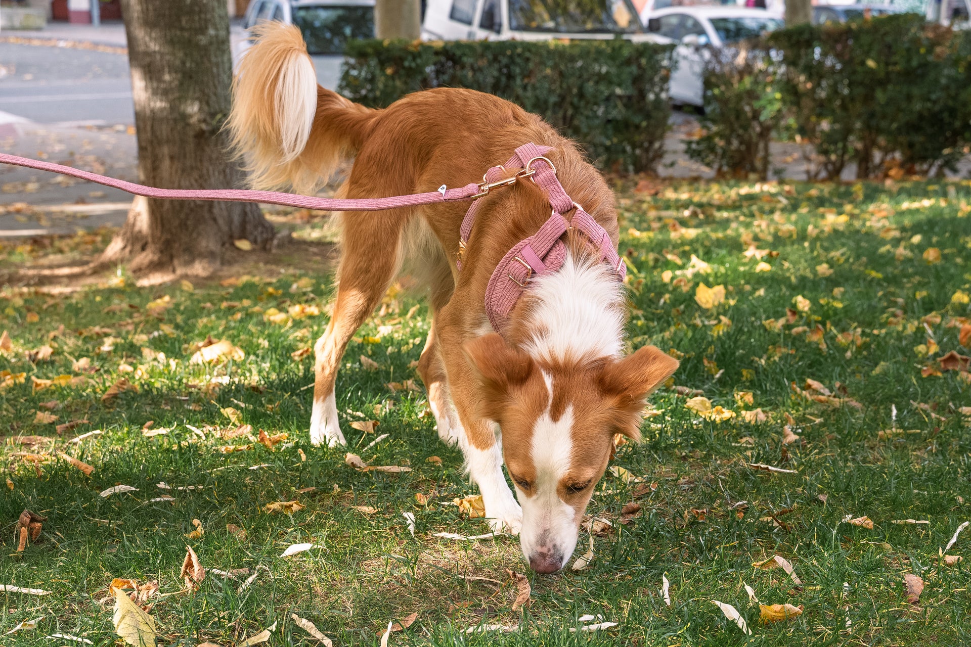 Laisse pour chien en velours rose côtelé PANA FORTE – Fait main, élégante et résistante avec mousqueton métallique