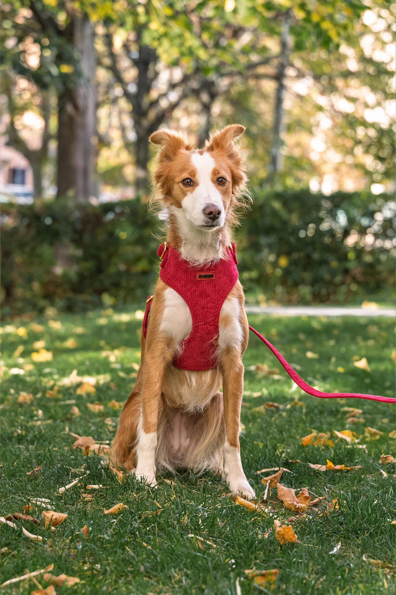 Harnais pour chien en velours côtelé rouge fait main – Élégant avec finitions métalliques