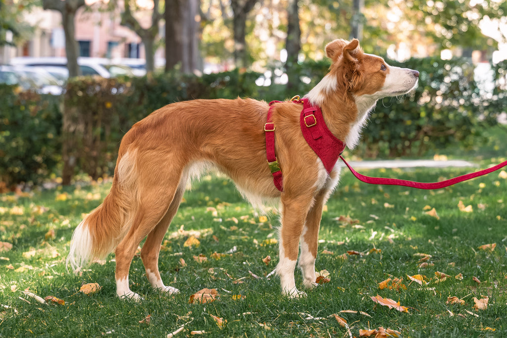 Harnais pour chien en velours côtelé rouge fait main – Élégant avec finitions métalliques