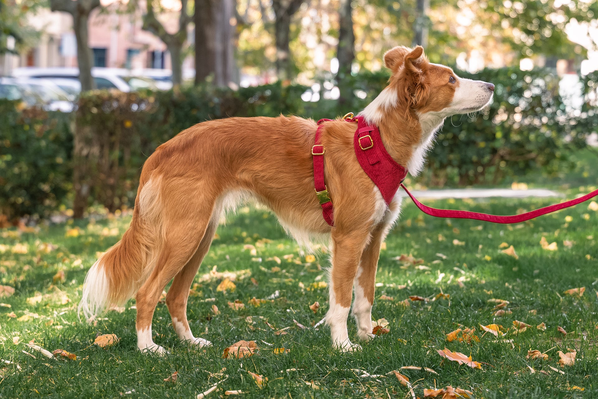 Laisse pour chien en velours côtelé rouge PANA FORTE – Fait main, élégante et résistante avec mousqueton métallique