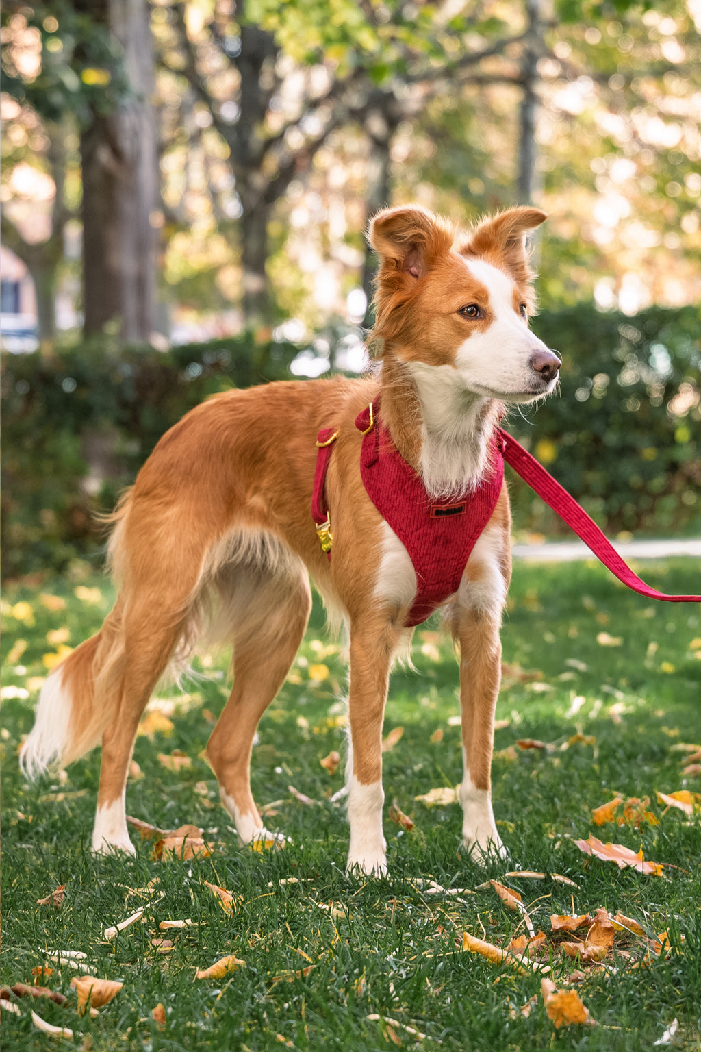 Harnais pour chien en velours côtelé rouge fait main – Élégant avec finitions métalliques