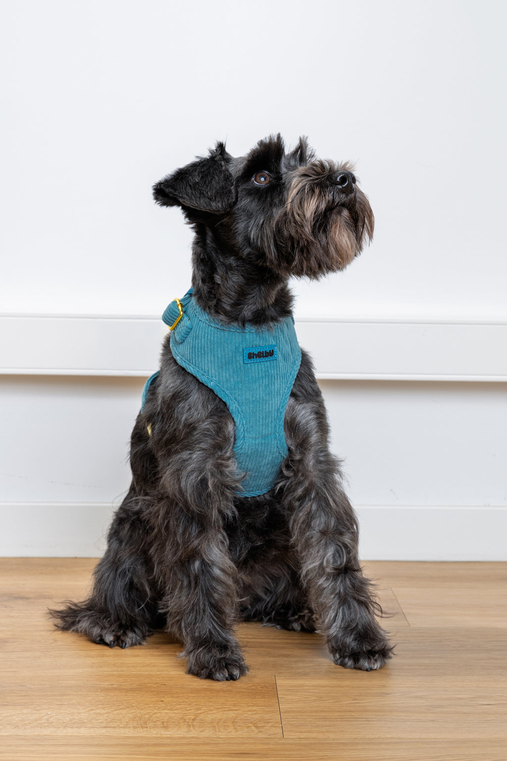 Harnais pour chien en velours côtelé bleu fait main – Élégant avec finitions métalliques