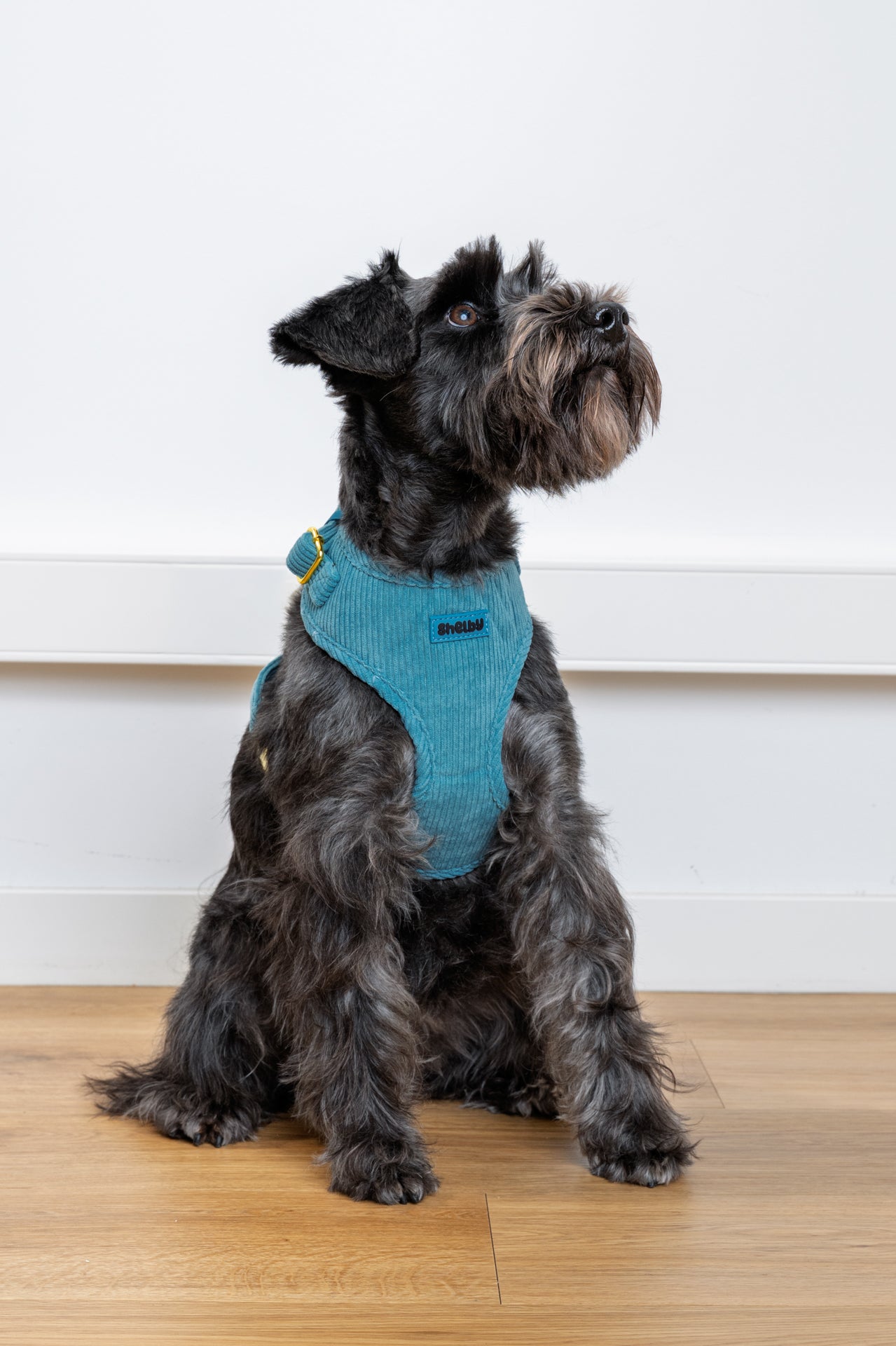 Harnais pour chien en velours côtelé bleu fait main – Élégant avec finitions métalliques