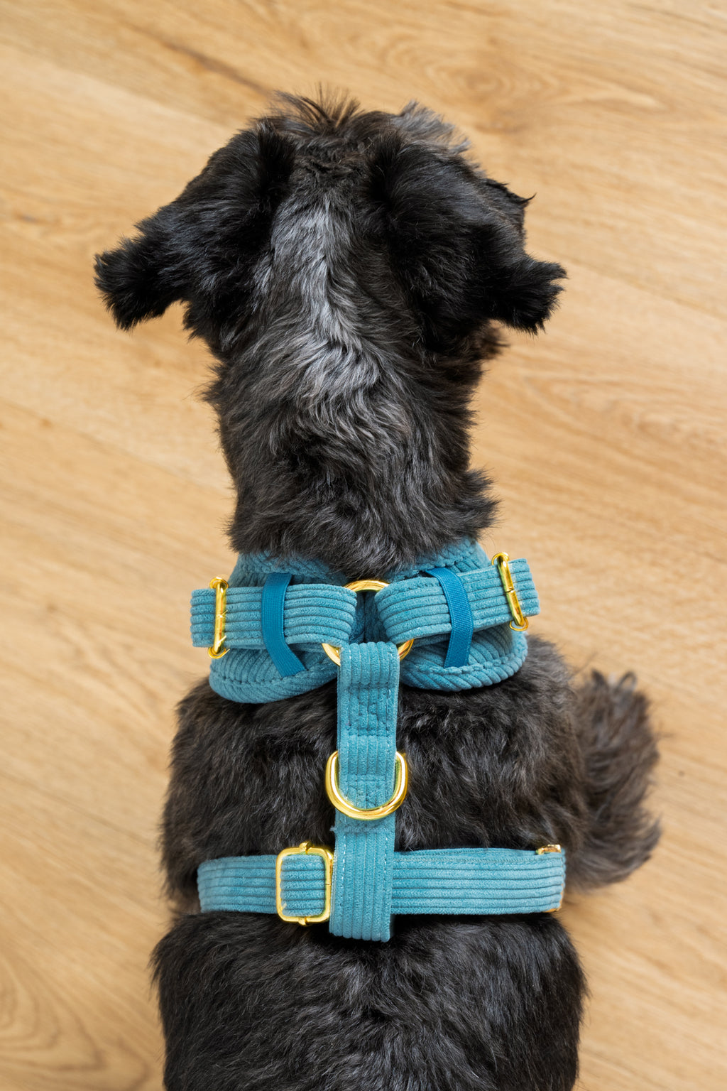 Harnais pour chien en velours côtelé bleu fait main – Élégant avec finitions métalliques