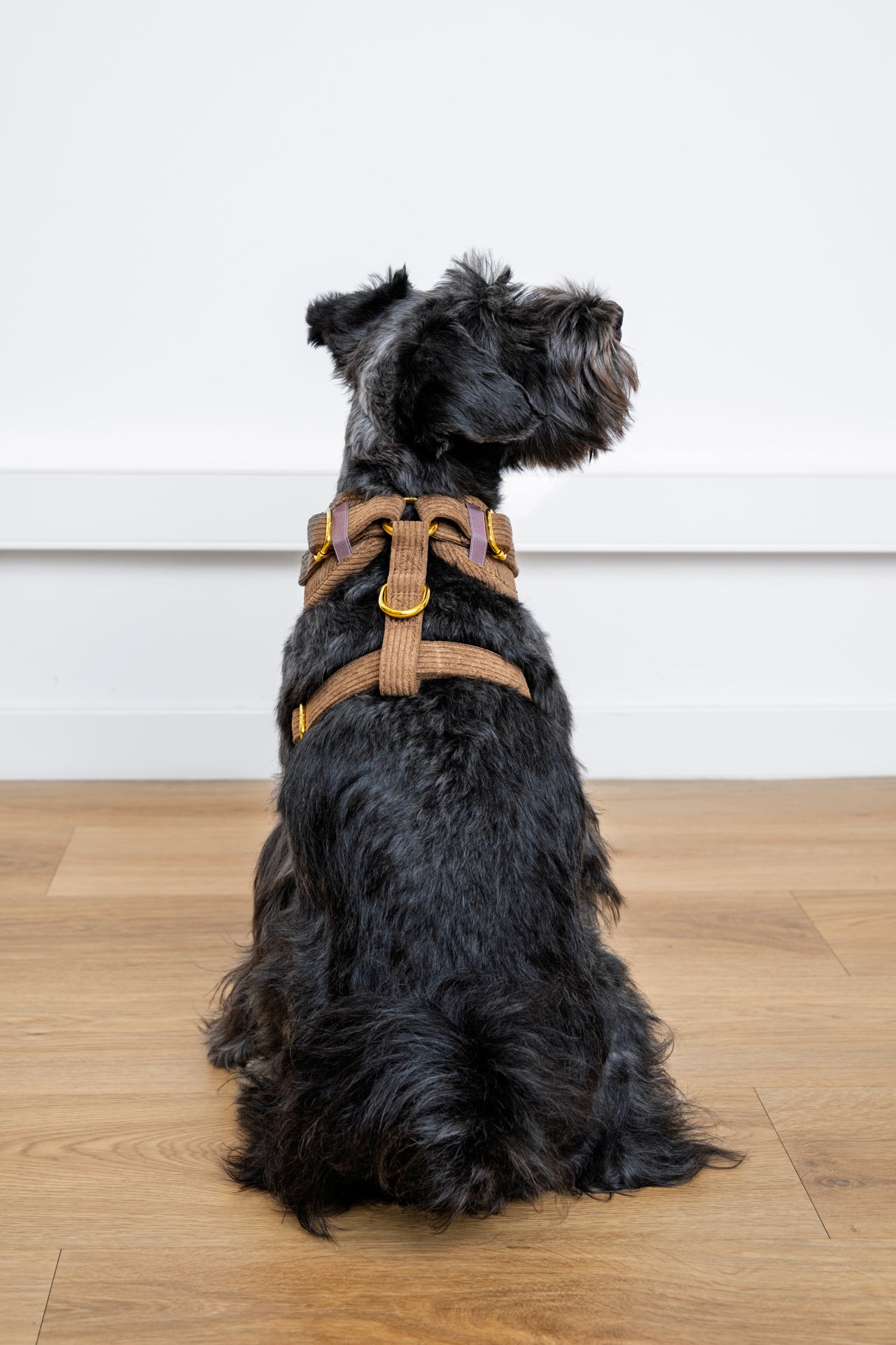 Harnais pour chien en velours côtelé châtaigne fait main – Élégant avec finitions métalliques