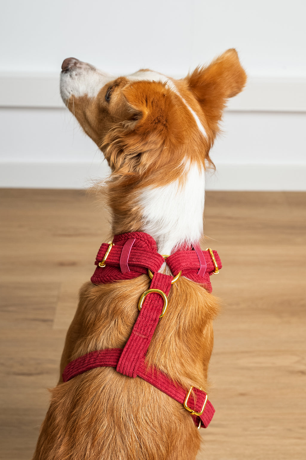 Harnais pour chien en velours côtelé rouge fait main – Élégant avec finitions métalliques