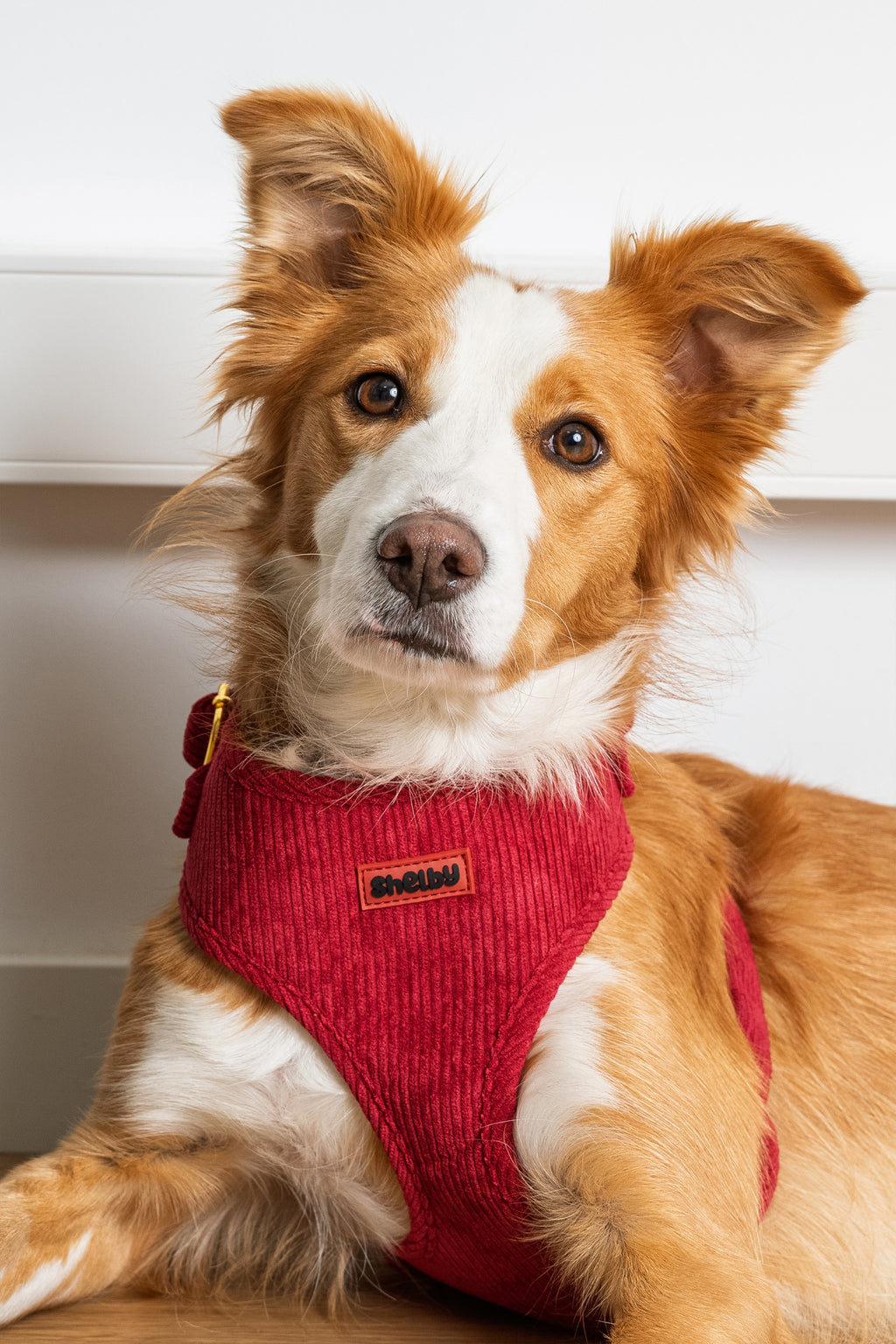 Harnais pour chien en velours côtelé rouge fait main – Élégant avec finitions métalliques