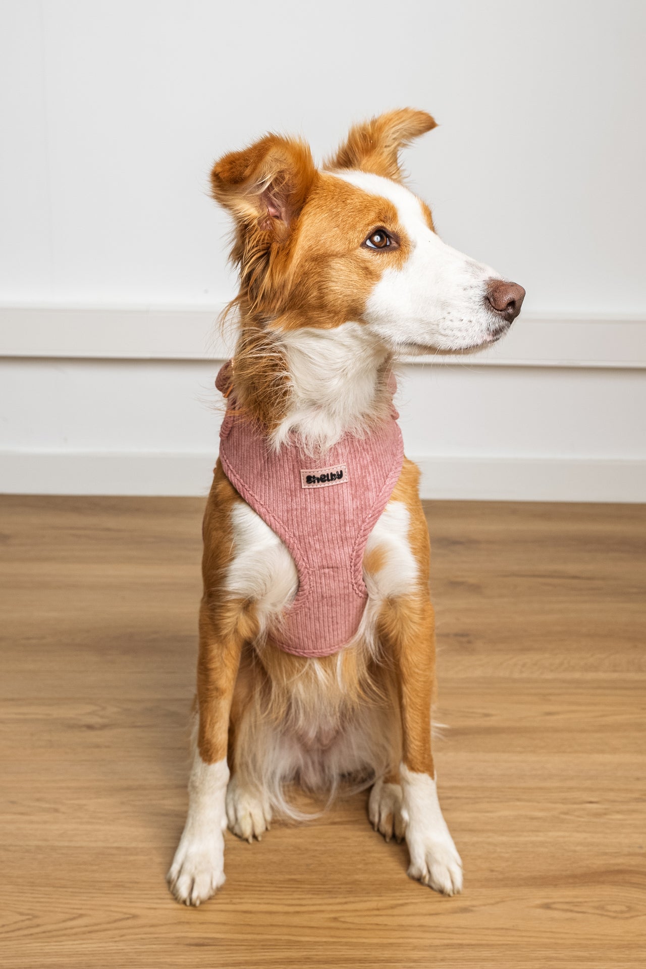 Harnais pour chien en velours côtelé rose fait main – Élégant avec finitions métalliques
