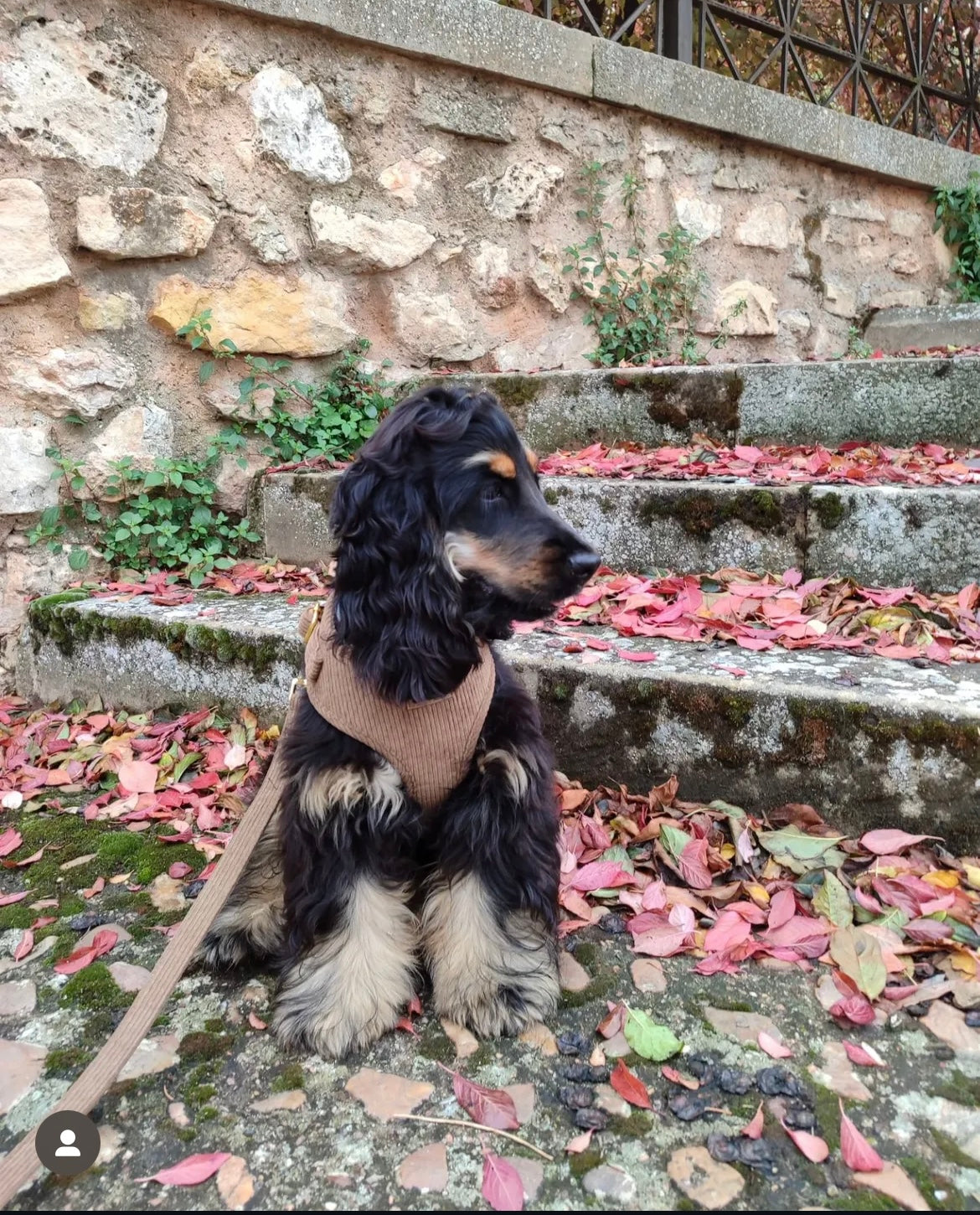 Laisse pour chien en velours châtaigne côtelé PANA FORTE – Fait main, élégante et résistante avec mousqueton métallique