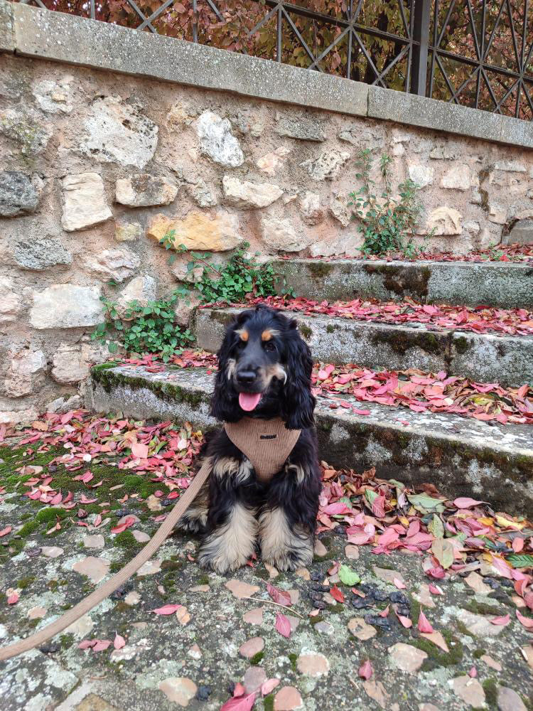 Laisse pour chien en velours châtaigne côtelé PANA FORTE – Fait main, élégante et résistante avec mousqueton métallique