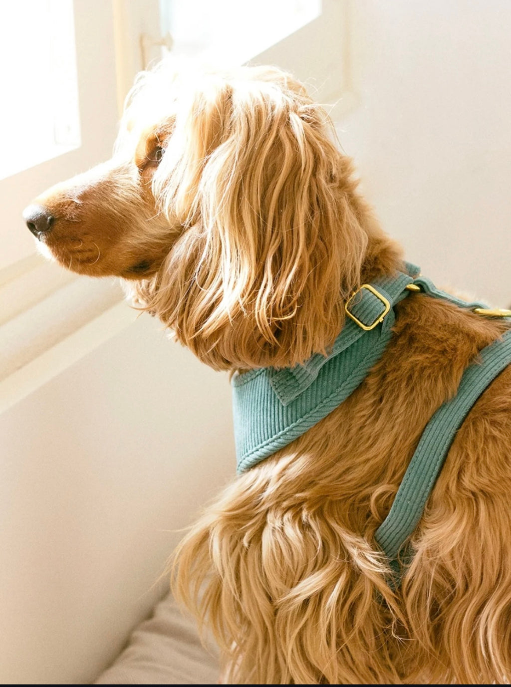 Harnais pour chien en velours côtelé bleu fait main – Élégant avec finitions métalliques
